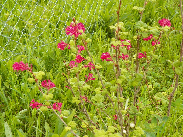 ribes sang. King Edward VII