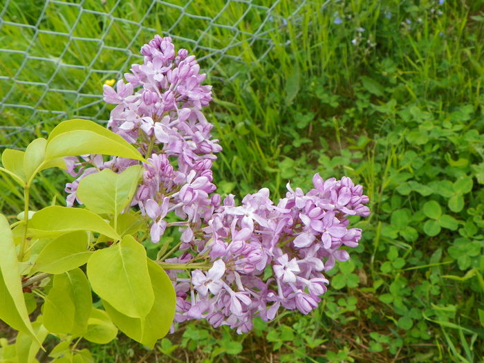 syringa Marechal Foch