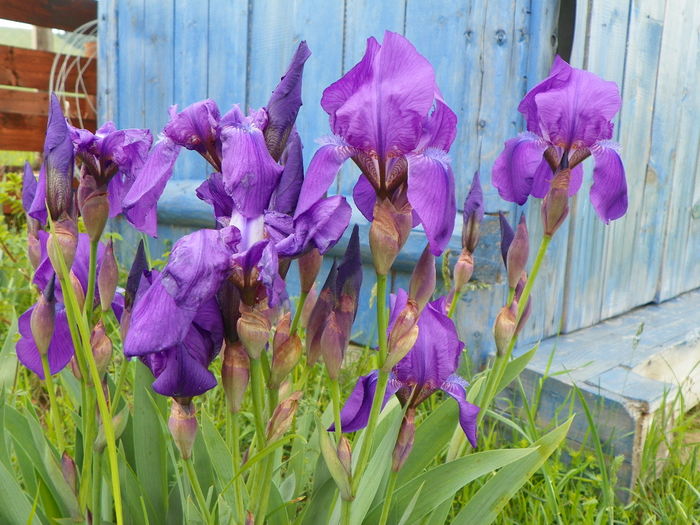 iris germanica