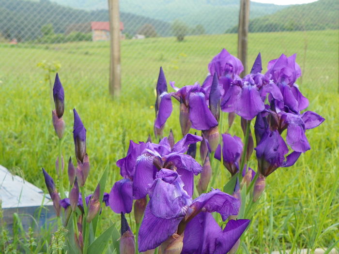 iris germanica