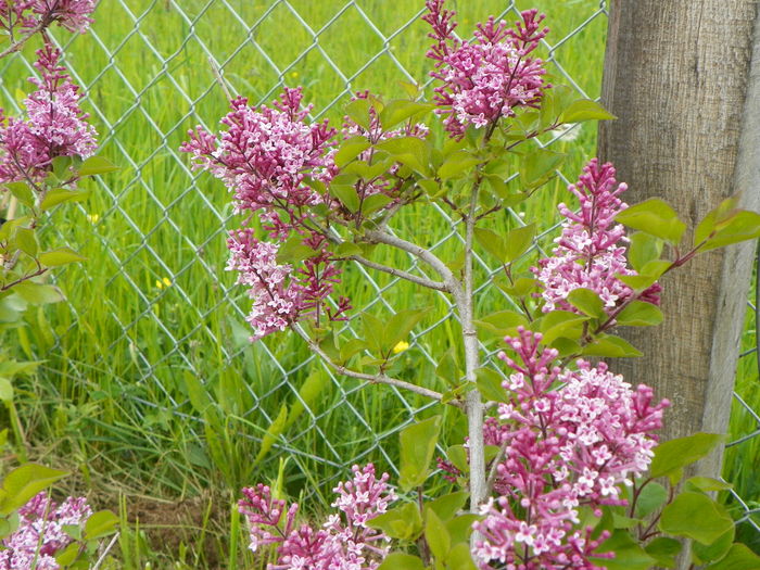 syringa superba