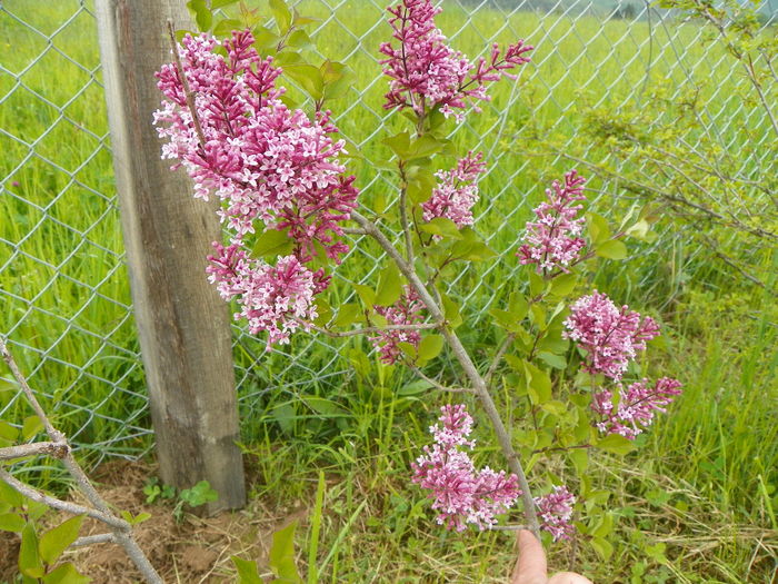 syringa superba