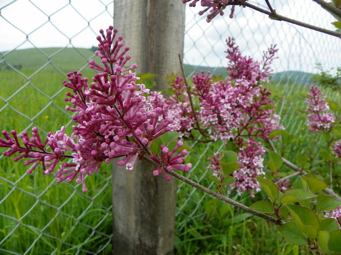 syringa superba
