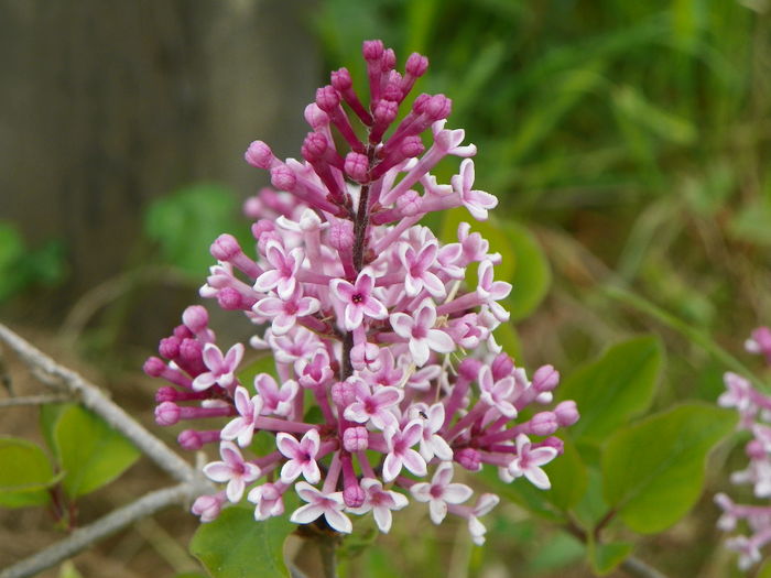 syringa superba