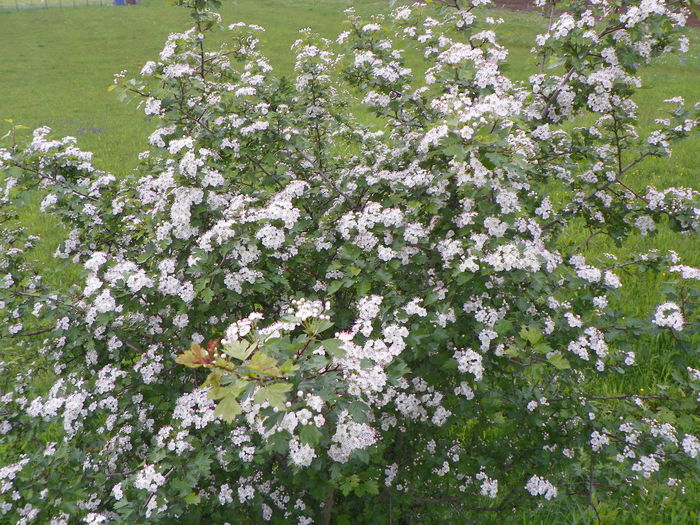 crataegus monogyna