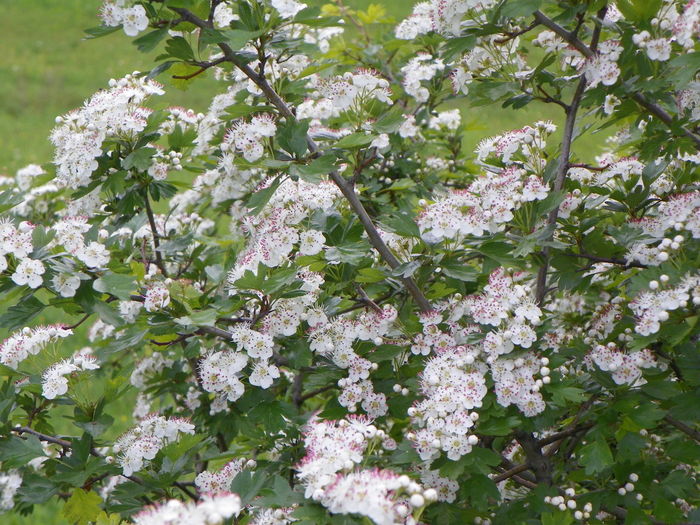 crataegus monogyna