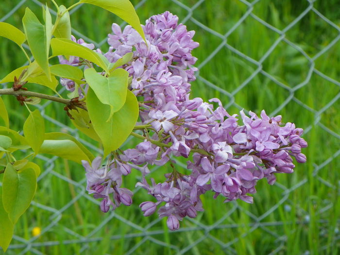 syringa Marechal Foch