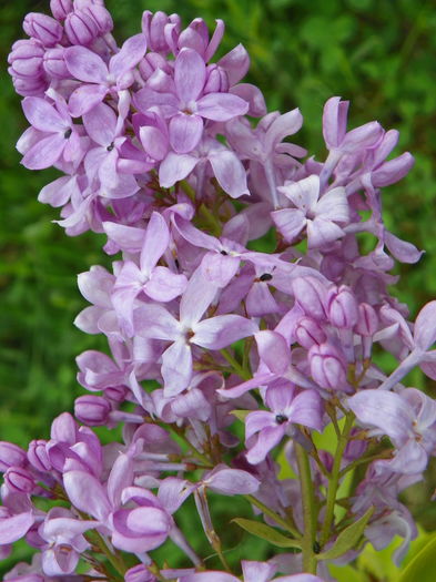 syringa Marechal Foch
