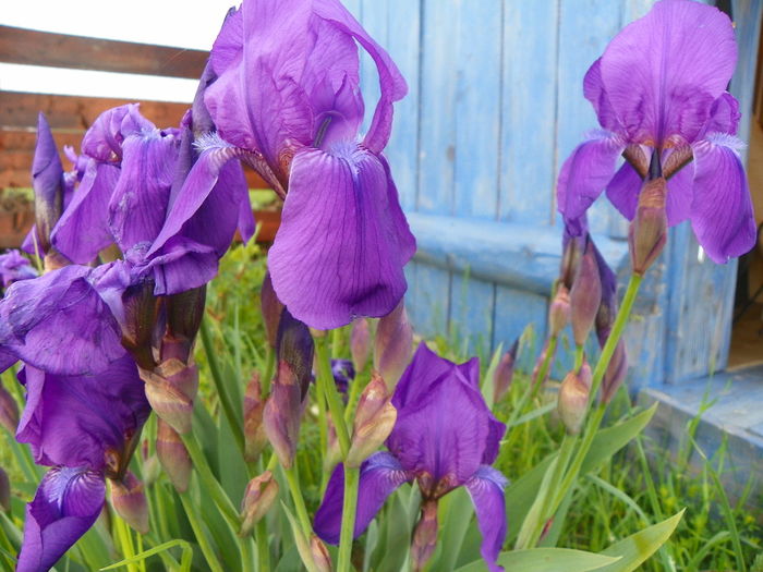 iris germanica