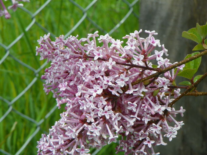 syringa superba