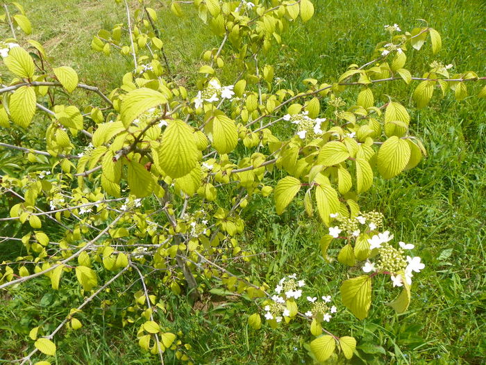 viburnum plic. Kilimandjaro