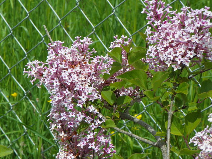 syringa superba