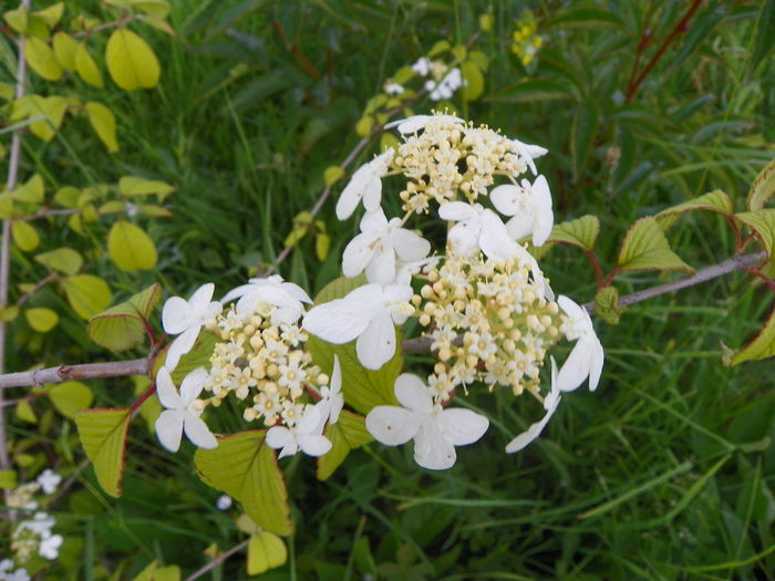 viburnum plic. Kilimandjaro
