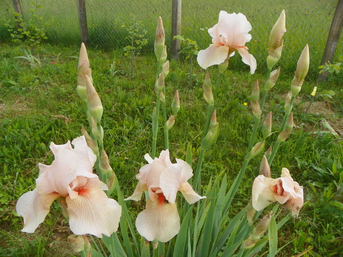 iris Edward of Windsor - z-Dobarland 2014