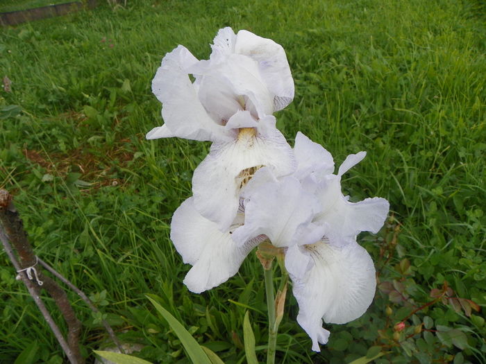 iris English Cottage