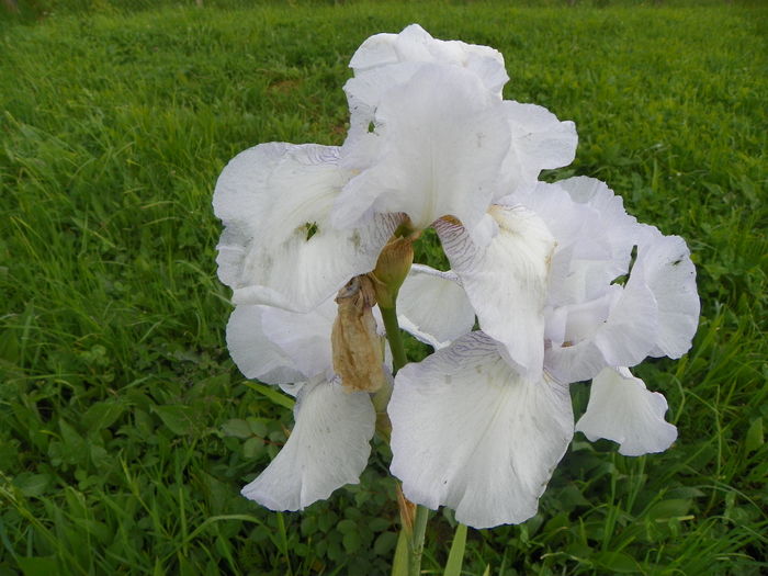 iris English Cottage