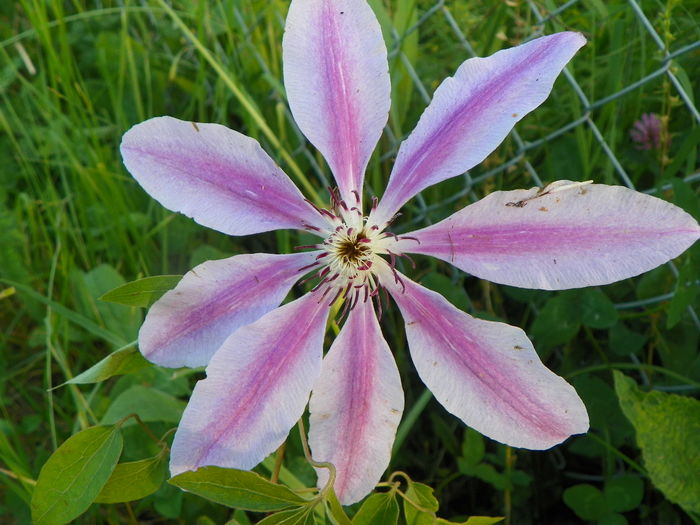 clematis Dr. Ruppel