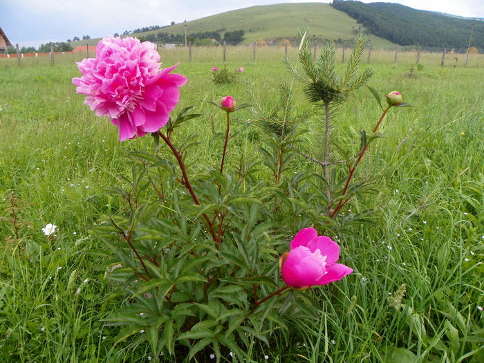 paeonia Mme. Furtado