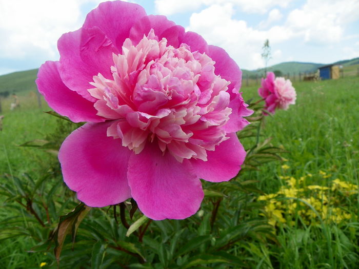 paeonia Mme. Furtado