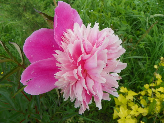 paeonia Mme. Furtado