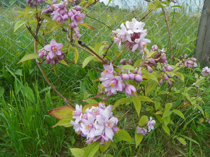 deutzia Mont Rose