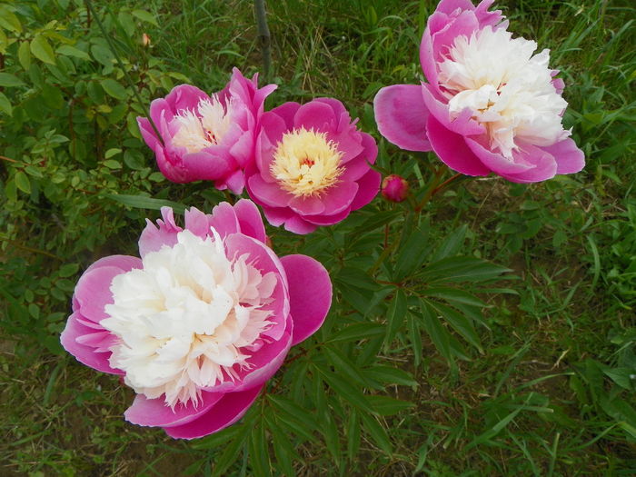 paeonia Bowl of Beauty