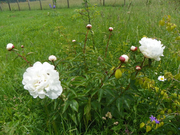 paeonia Festiva Maxima