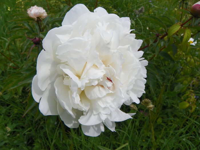 paeonia Festiva Maxima