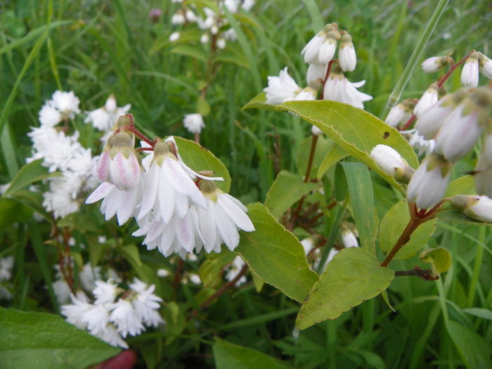 deutzia Codsall Pink