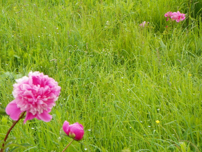 paeonia Mme. Furtado
