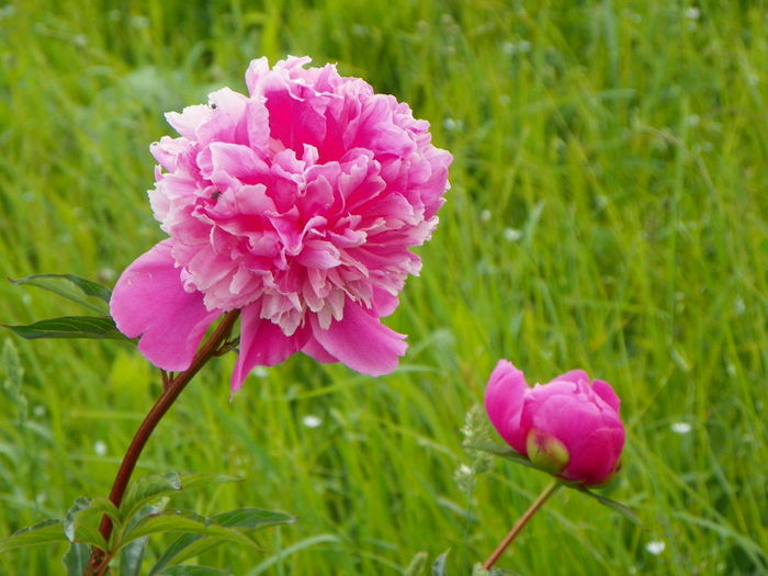 paeonia Mme. Furtado