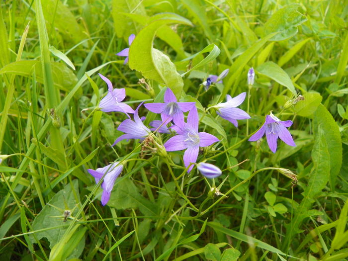 campanula patula