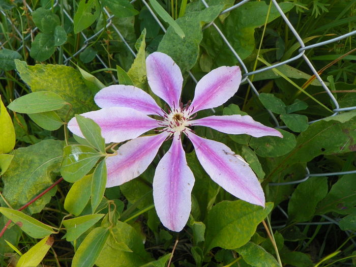 clematis Dr. Ruppel
