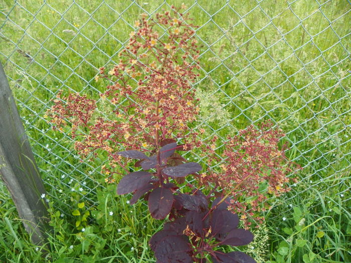 cotinus cogg. Royal Purple