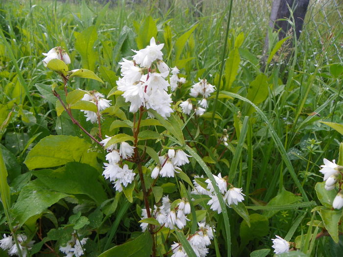 deutzia Codsall Pink