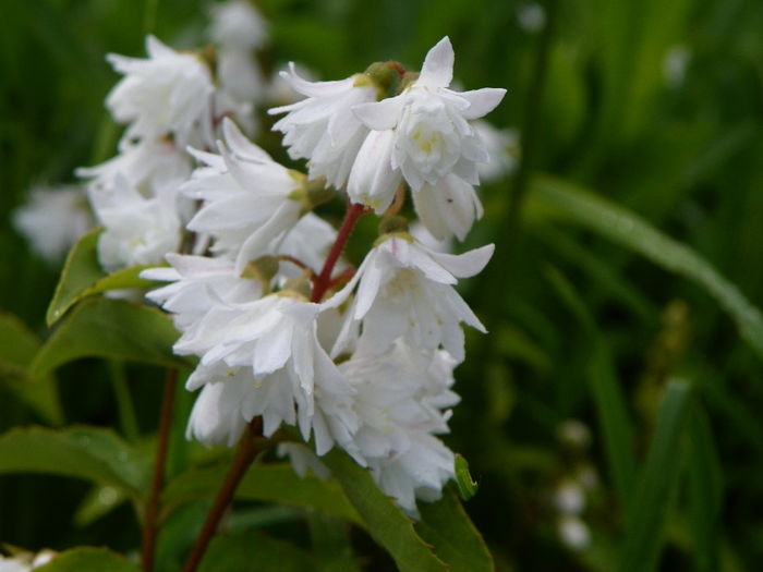 deutzia Codsall Pink