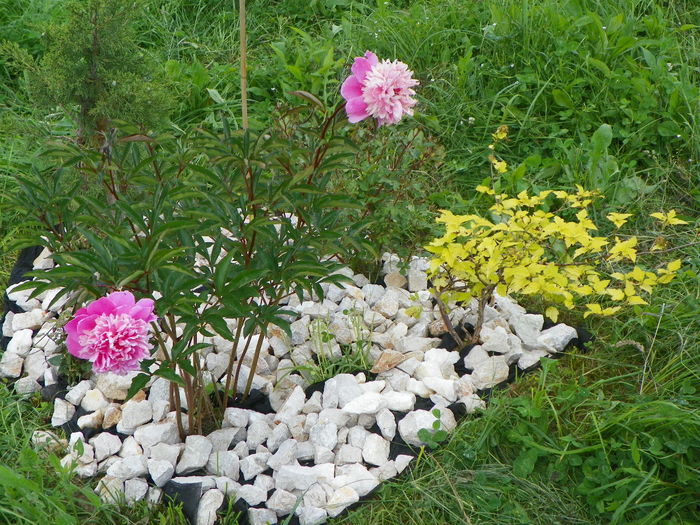 paeonia Mme. Furtado