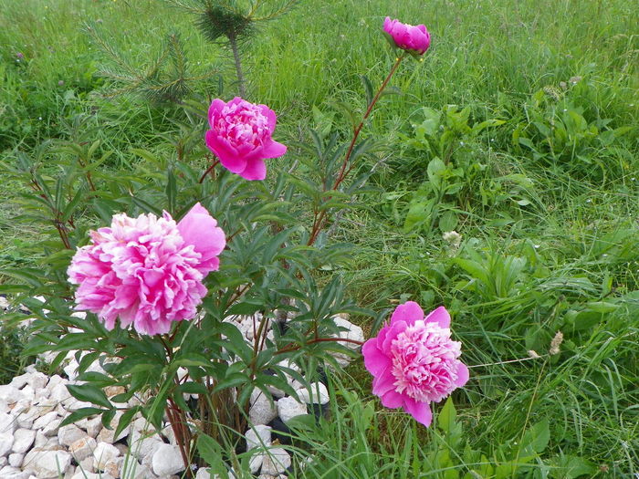 paeonia Mme. Furtado