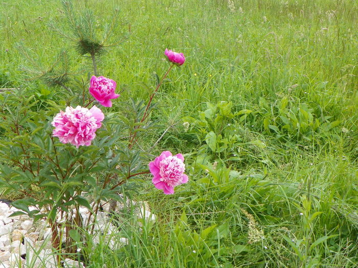paeonia Mme. Furtado