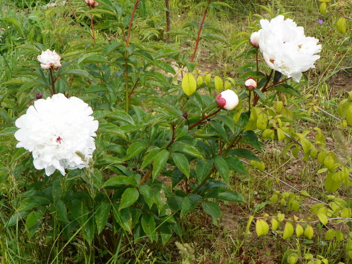 paeonia Festiva Maxima - z-Dobarland 2014