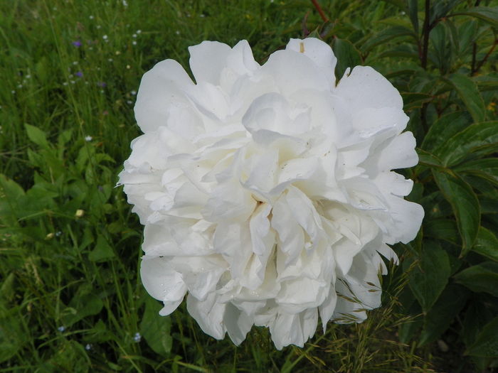 paeonia festiva Maxima