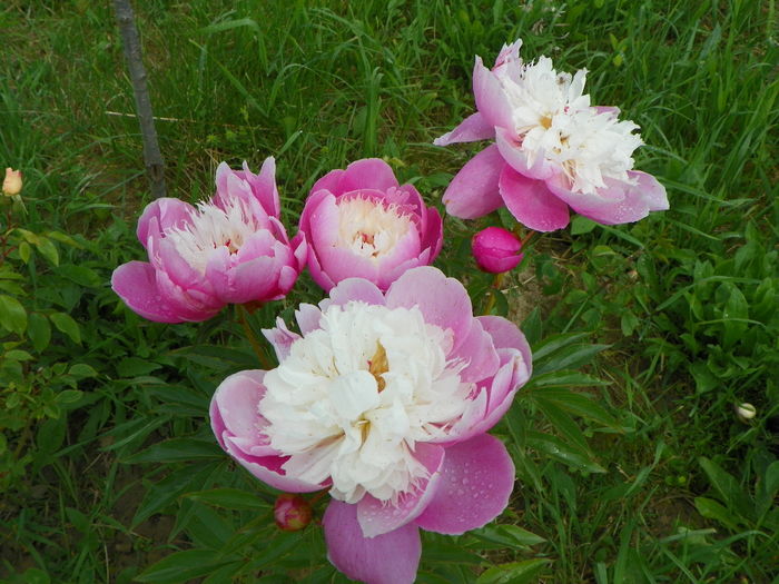 paeonia Bowl of Beauty
