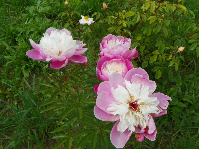 paeonia Bowl of Beauty