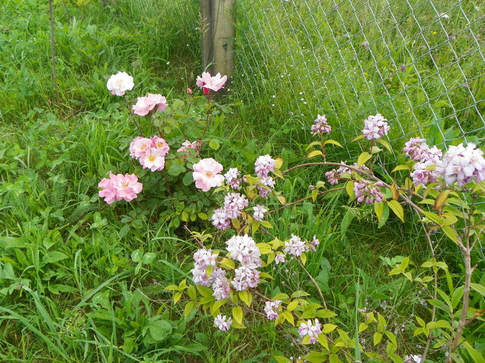 deutzia Mont Rose si Clair Matin