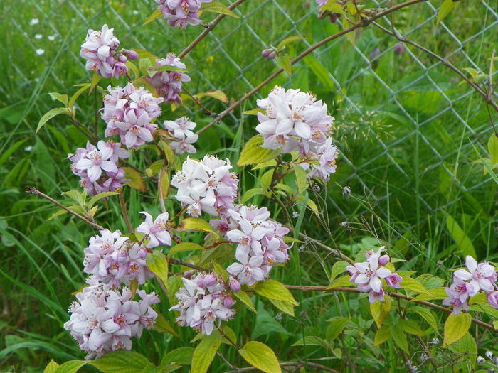 deutzia Mont Rose