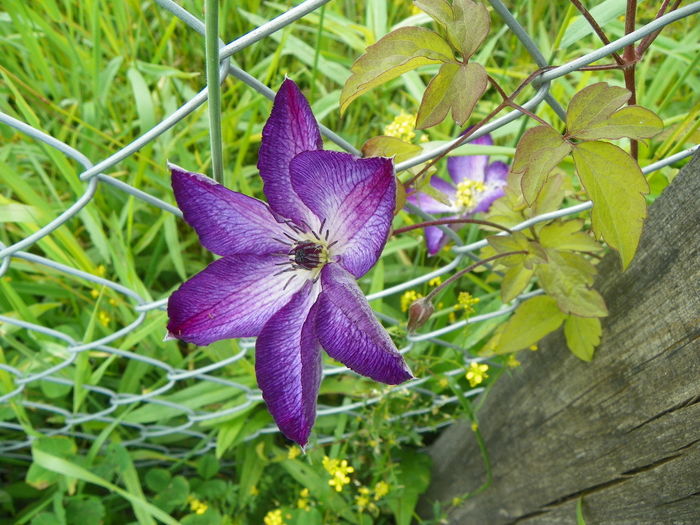 clematis Venosa Violacea