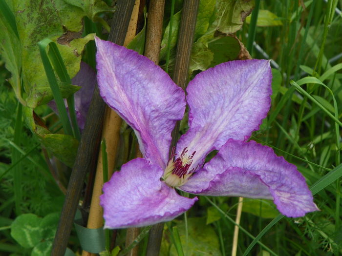 clematis Margaret Hunt - z-Dobarland 2014