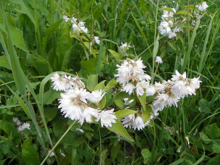 deutzia Codsall Pink - z-Dobarland 2014