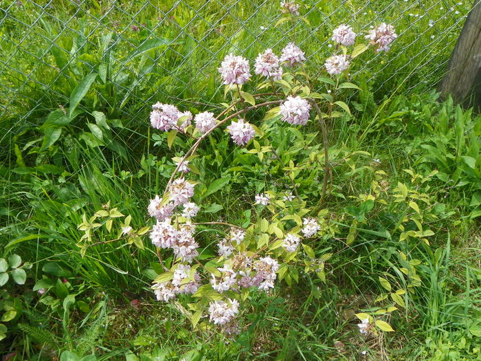 deutzia Mont Rose - z-Dobarland 2014