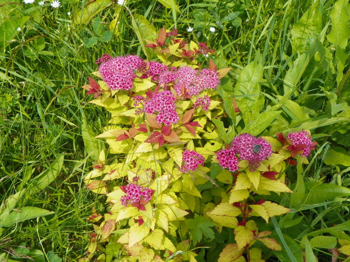 spiraea Golden Princess